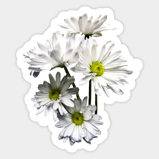 Daisies - Cascade of White Daisies Sticker by SusanSavad